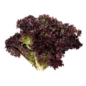 Lechuga Escarola Morada
