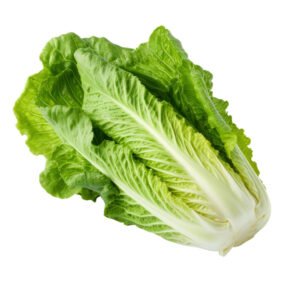 Lechuga Romana